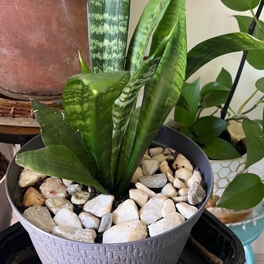 Baby Snake Plant Cuttings ONLY!